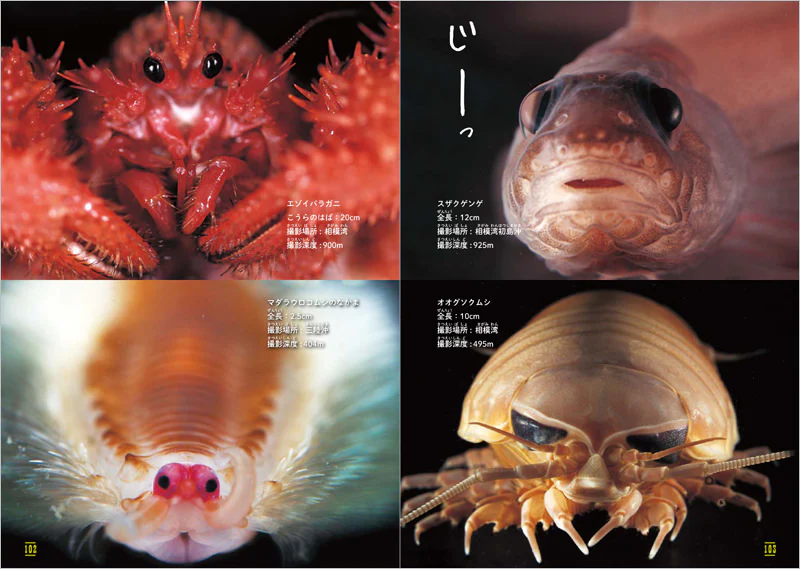 ふしぎな世界を見てみよう！深海生物 大図鑑 - Image 4